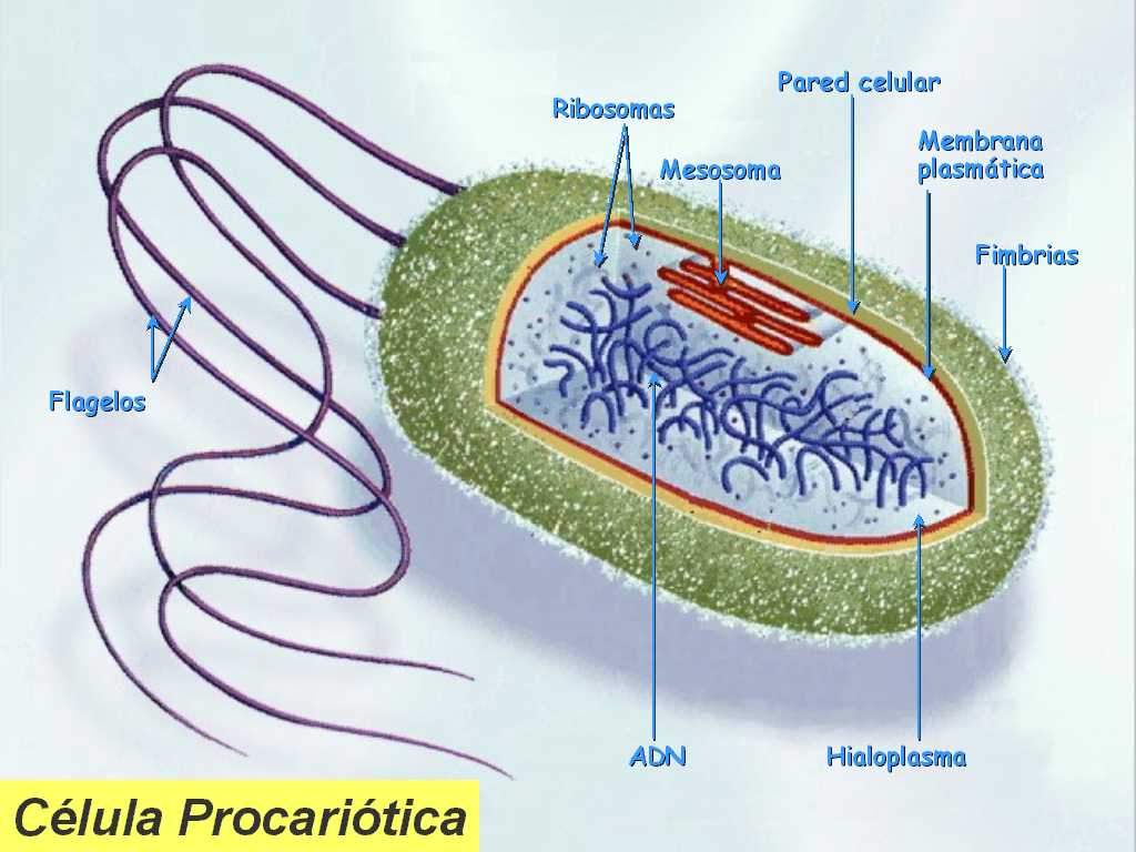 Resultado de imagen de partes de la celula procariotay sus funciones