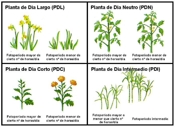 biologia de las plantas raven pdf espaol